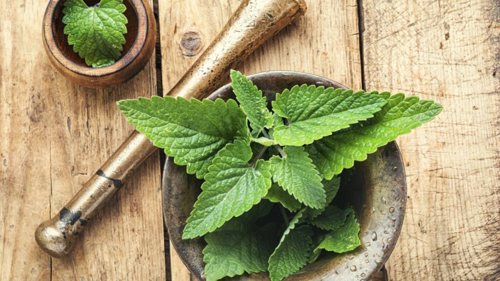 Melhores plantas para cultivar em casa na sua própria horta medicinal