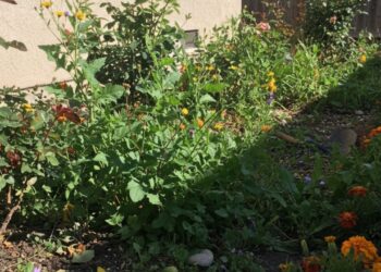 Nem herbicida, nem químico: essa mistura simples elimina ervas daninhas do jardim