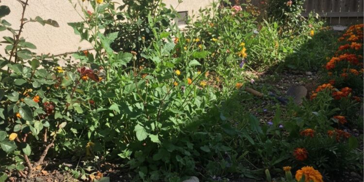 Nem herbicida, nem químico: essa mistura simples elimina ervas daninhas do jardim