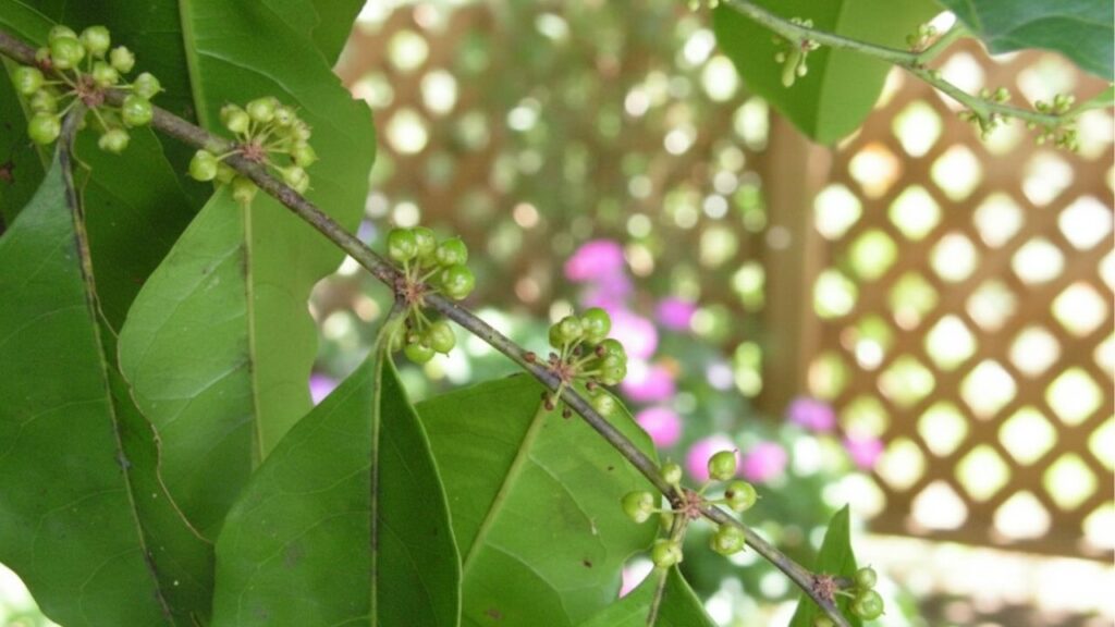 Essa é a planta medicinal mais eficaz para inflamação e fígado
