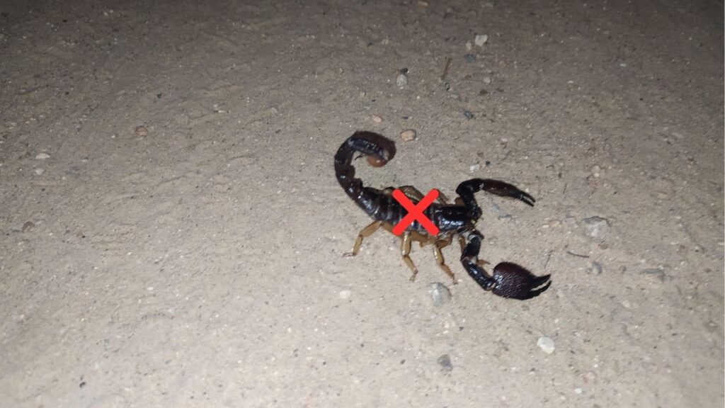 Plantas seguras para pets que ajudam a evitar escorpiões no jardim