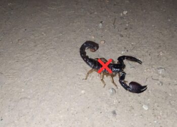 Plantas seguras para pets que ajudam a evitar escorpiões no jardim