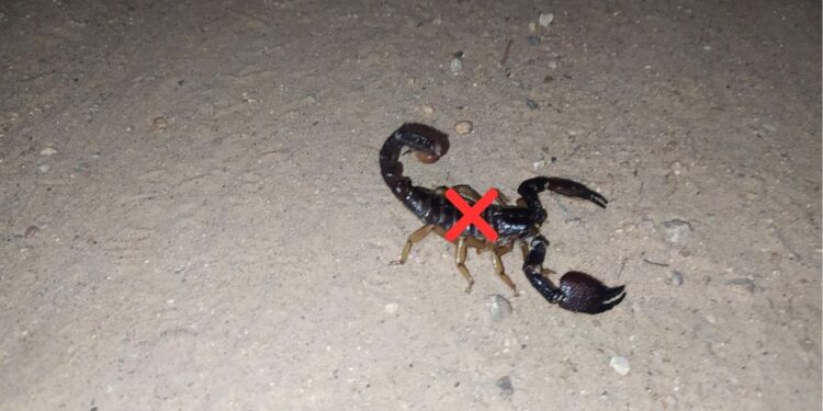 Plantas seguras para pets que ajudam a evitar escorpiões no jardim