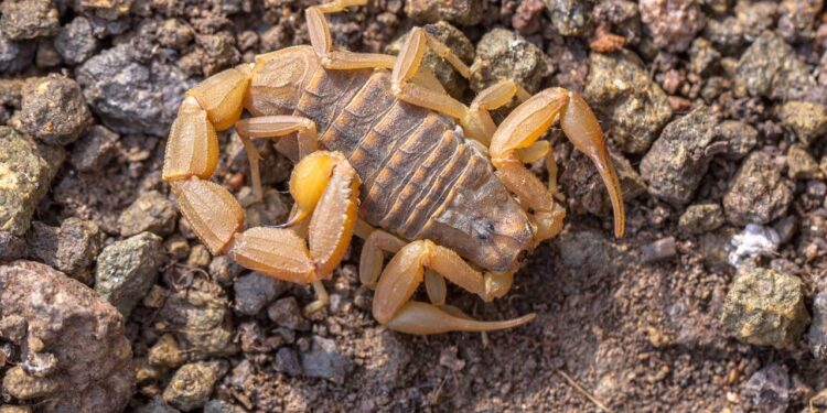 As plantas que podem salvar sua casa da invasão de escorpiões