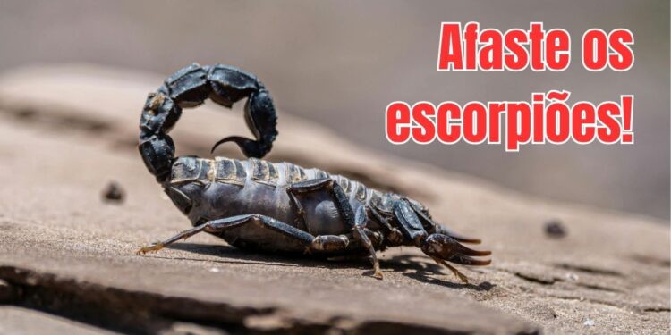 Como proteger crianças e quintais com o crescimento dos escorpiões nas áreas urbanas