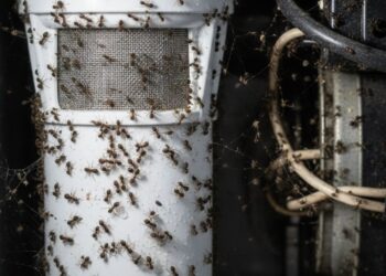 O truque apara eliminar os mosquitinhos do filtro da geladeira