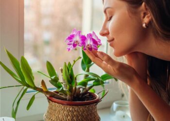 Astrologia na decoração, flores que combinam com os signos