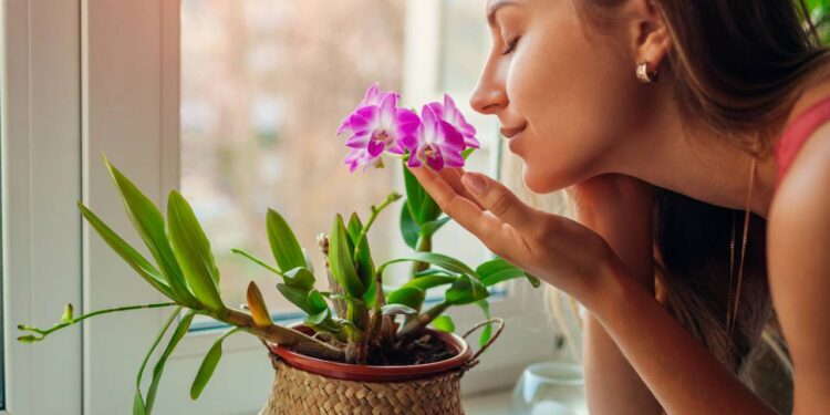 Astrologia na decoração, flores que combinam com os signos