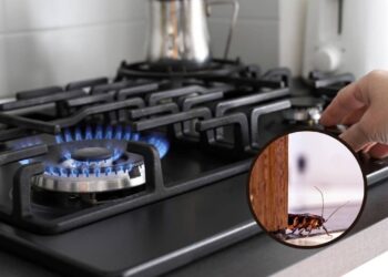 Esta solução caseira acaba com baratas no fogão