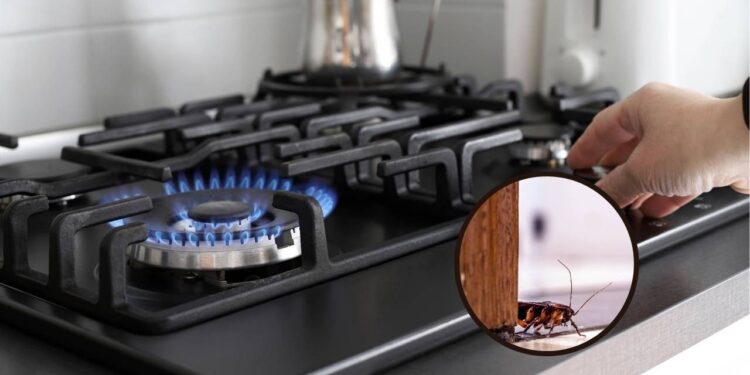 Esta solução caseira acaba com baratas no fogão