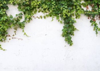 A planta barata que transforma suas varandas em ambientes de luxo