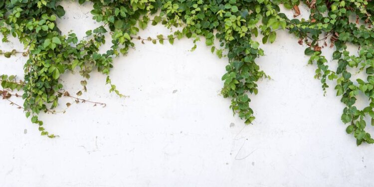 A planta barata que transforma suas varandas em ambientes de luxo