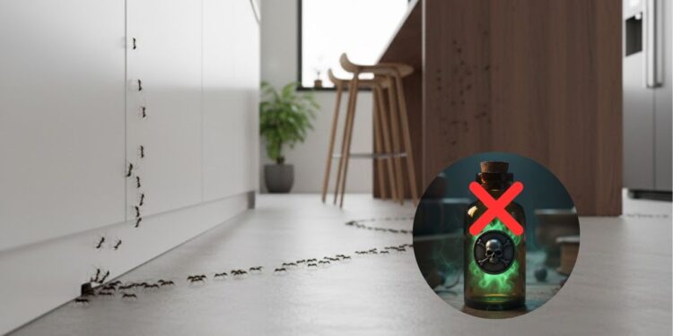 Como eliminar formigas da cozinha sem usar veneno