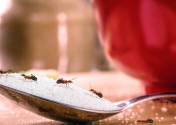 Livre sua cozinha da presença irritante das formigas em bancadas
