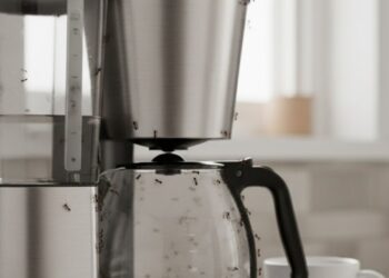 Como esta misturinha impede formigas de voltarem à cafeteira