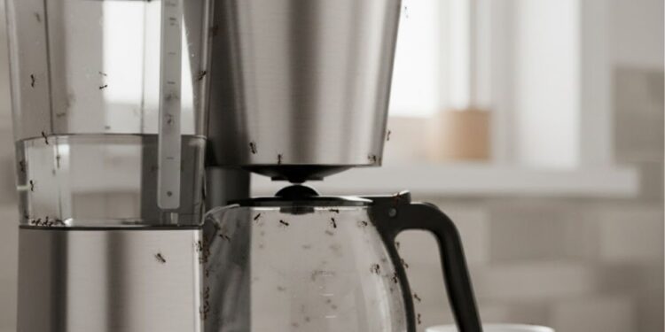 Como esta misturinha impede formigas de voltarem à cafeteira