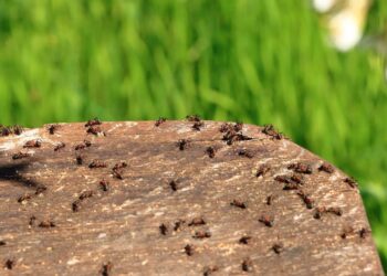 Plantas que afastam formigas e ainda perfumam o ambiente