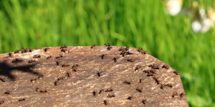 Plantas que afastam formigas e ainda perfumam o ambiente