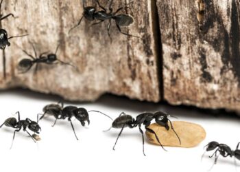 Este tipo de açúcar faz as formigas aparecerem ainda mais