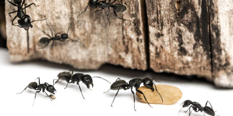 Este tipo de açúcar faz as formigas aparecerem ainda mais