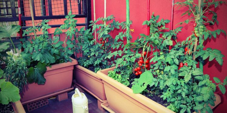 Jardim em vasos pode ser montado com sementes comuns e cuidados simples, garantindo floração duradoura e melhor aproveitamento