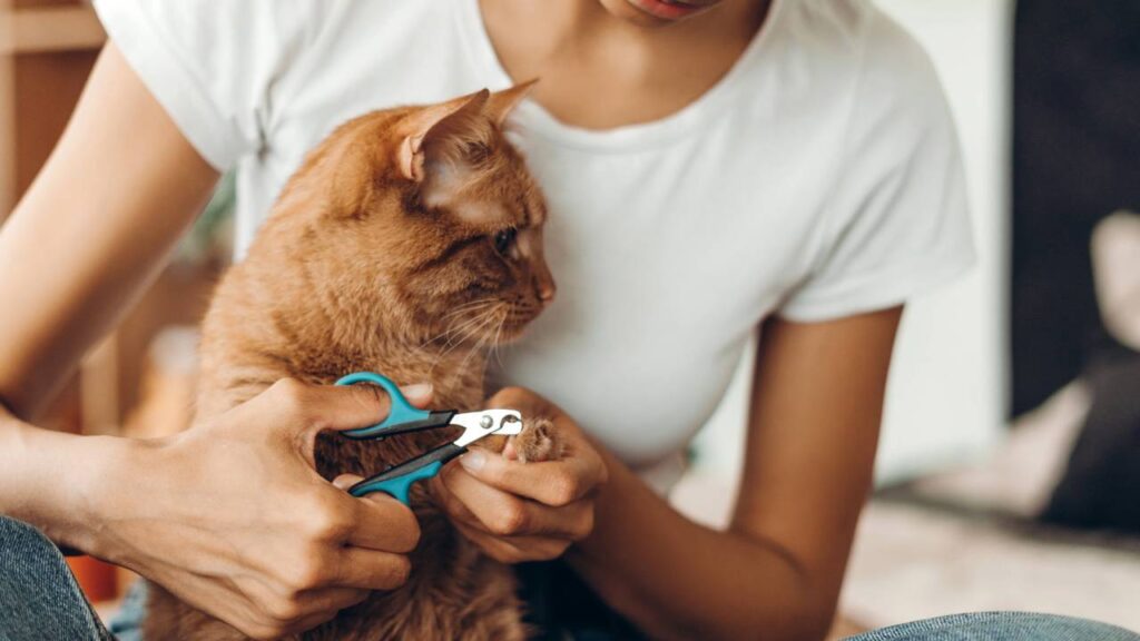 Seu pet de estimação revela traços incríveis da sua pessoa