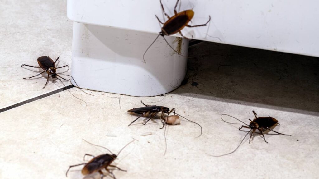 A primavera chegou com calor e o risco silencioso que atrai pragas para sua casa