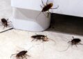 Uso inadequado de produtos e falhas na prevenção dificultam o combate eficaz a pragas em casa