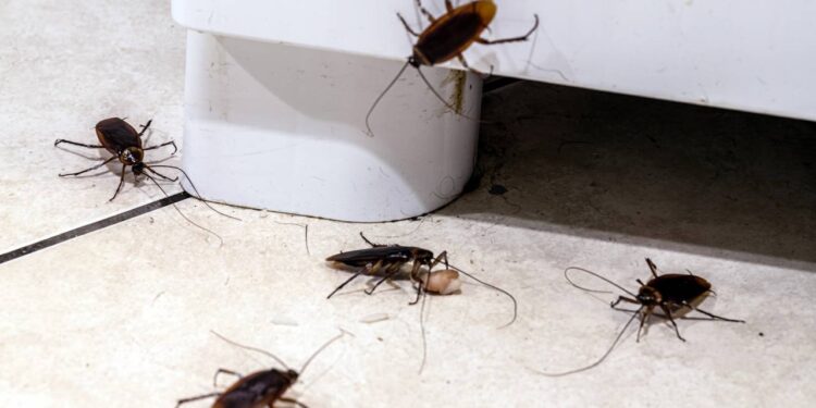 A primavera chegou com calor e o risco silencioso que atrai pragas para sua casa