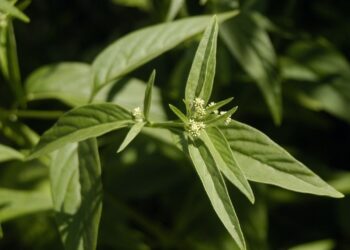 Vitalidade, energia e proteção: esta planta faz tudo isso naturalmente