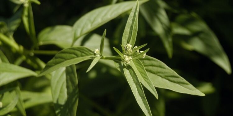 Vitalidade, energia e proteção: esta planta faz tudo isso naturalmente