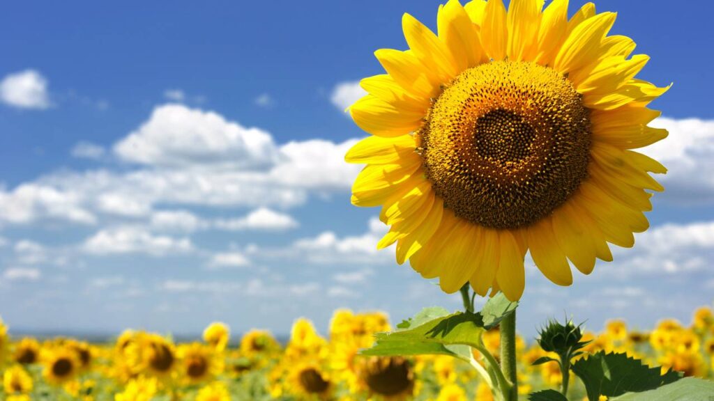 Plantas que afastam pragas de hortas e ainda atraem polinizadores