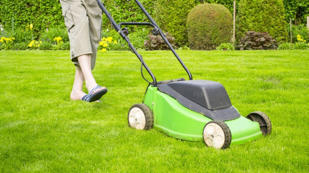 Proteja seu pet com carinho usando este truque para espantar as pulgas