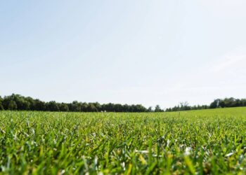 Grama que mais ajuda a economizar água no jardim