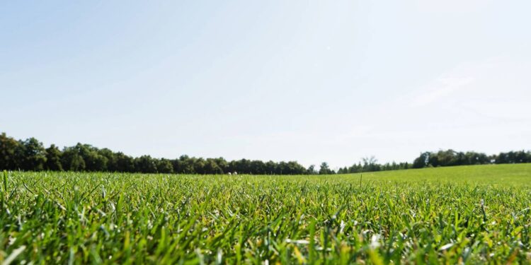 Grama que mais ajuda a economizar água no jardim