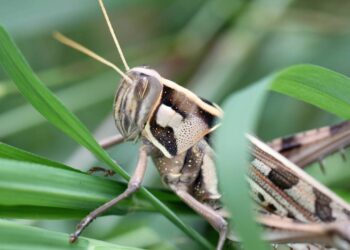 Espante grilos à noite com este truque simples