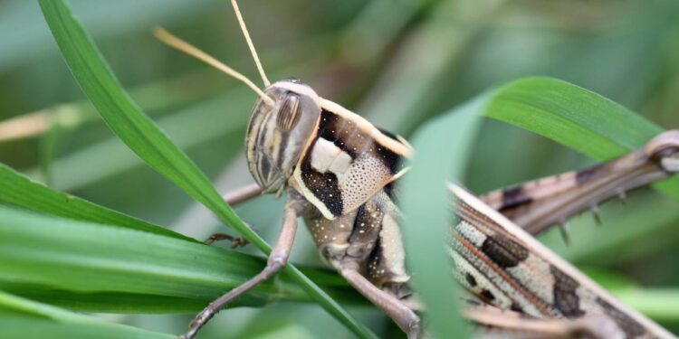 Espante grilos à noite com este truque simples
