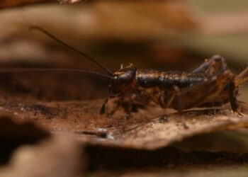 Armadilhas caseiras que eliminam grilos rapidamente