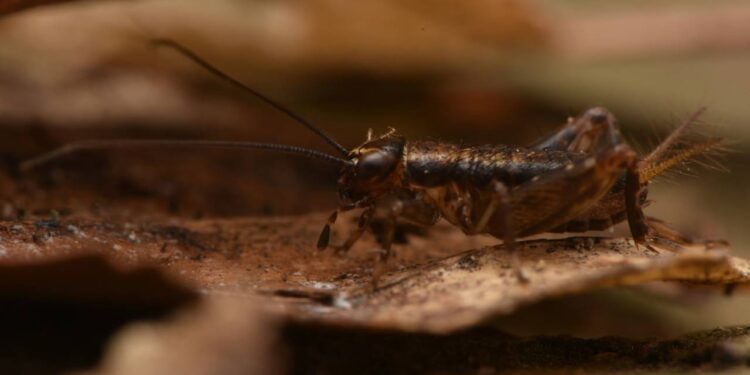 Armadilhas caseiras que eliminam grilos rapidamente