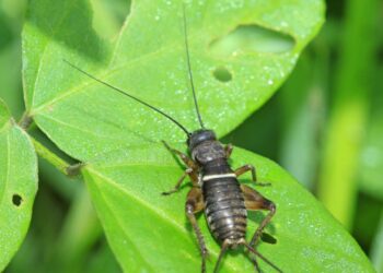 Se você ouve grilos em casa, é bom ficar atento ao que isso pode indicar