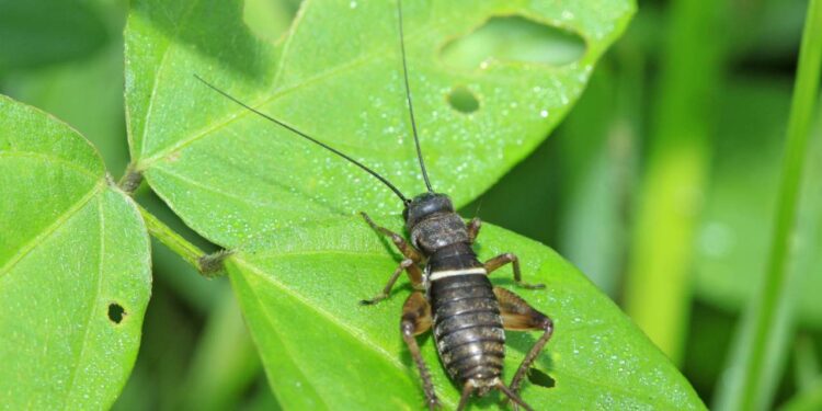 Se você ouve grilos em casa, é bom ficar atento ao que isso pode indicar