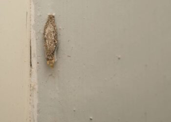 Cheiro que muda tudo: as traças somem e suas roupas agradecem