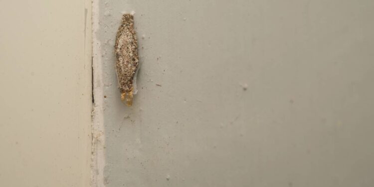 Cheiro que muda tudo: as traças somem e suas roupas agradecem