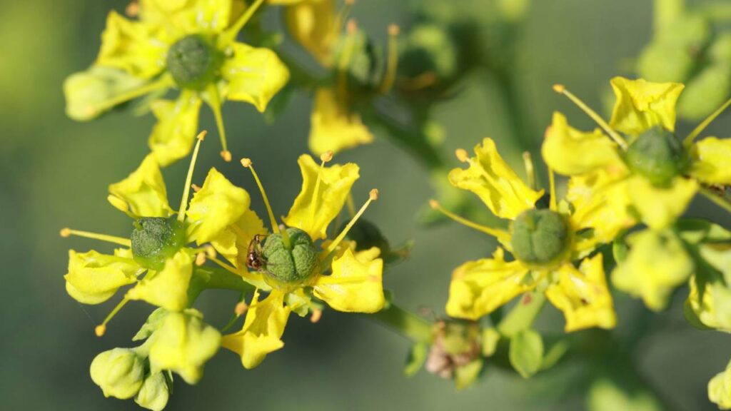 Nem alecrim, nem manjericão: esta erva é usada há séculos contra o mau-olhado