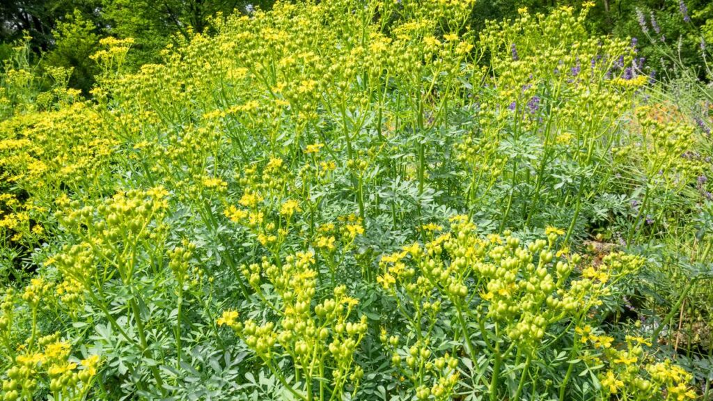 Nem alecrim, nem manjericão: esta erva é usada há séculos contra o mau-olhado