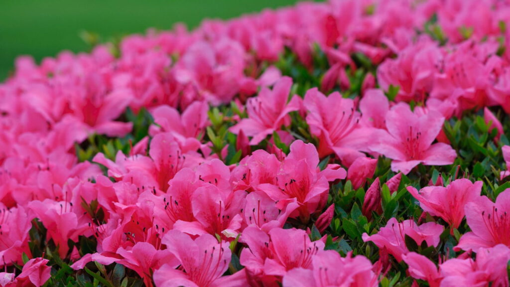 Qual flor o signo escorpião deve cultivar no mês do seu aniversário