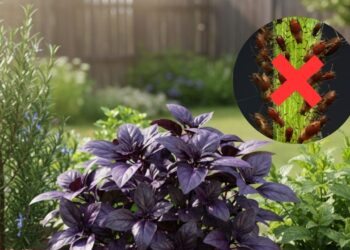 As melhores plantas para usar na horta para espantar as pragas naturalmente