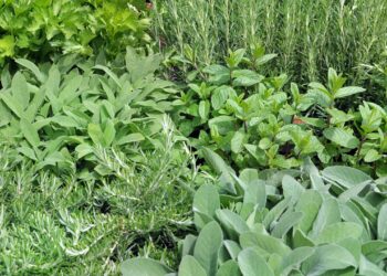 Melhores plantas para cultivar em casa na sua própria horta medicinal