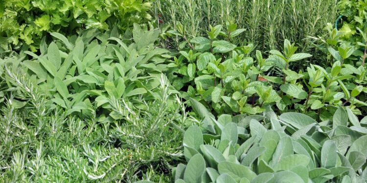 Melhores plantas para cultivar em casa na sua própria horta medicinal