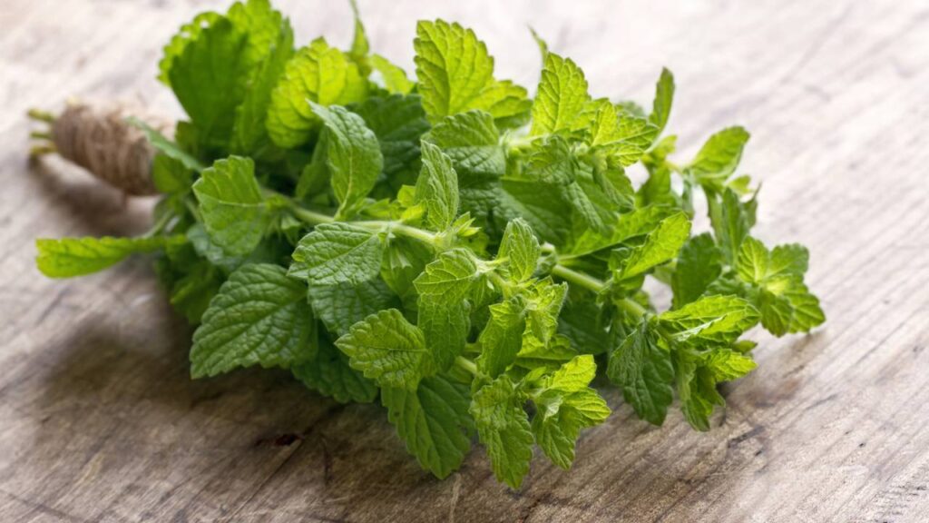 Como alinhar chakras através do cuidado com as plantas